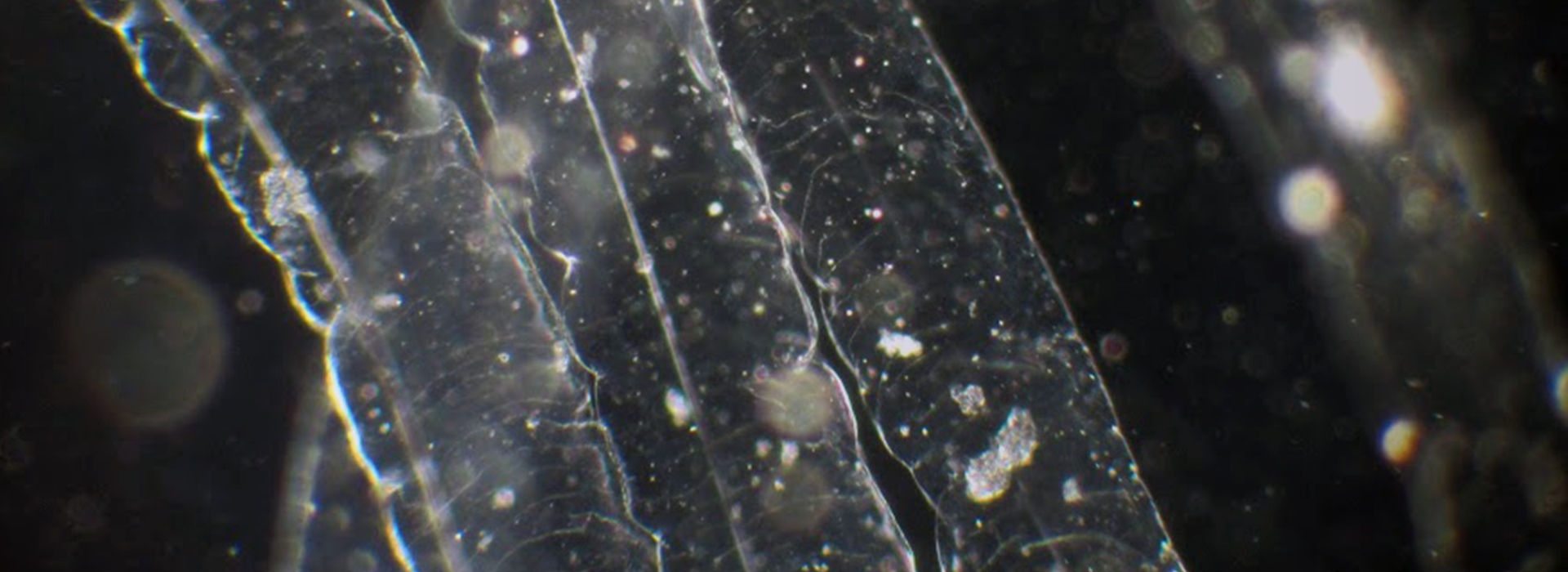 BEEVERYCREATIVE BIOPRINTER