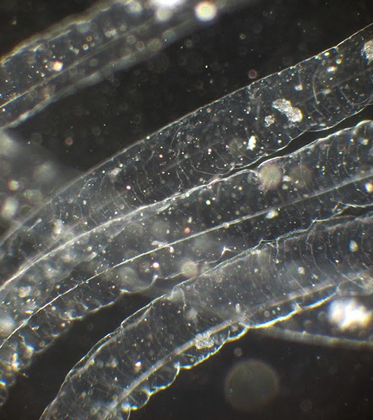 BEEVERYCREATIVE BIOPRINTER